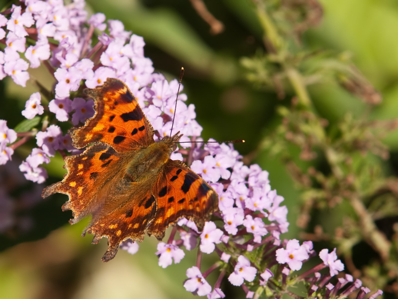 Polygonia c-album Comma Gehakkelde aurelia